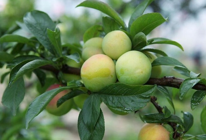 咳嗽痰多|立秋后，咳嗽痰多很难受，不妨多食此果，润肺止咳，降血压