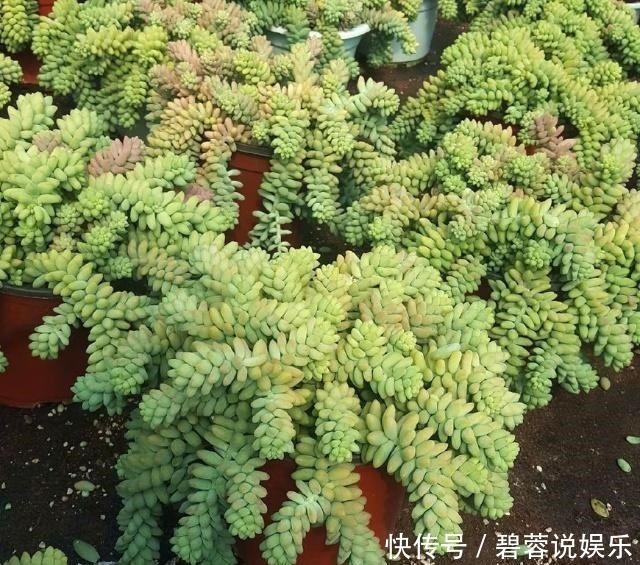 多肉|张大妈家的“多肉”又爆盆了,给看得“眼红”了