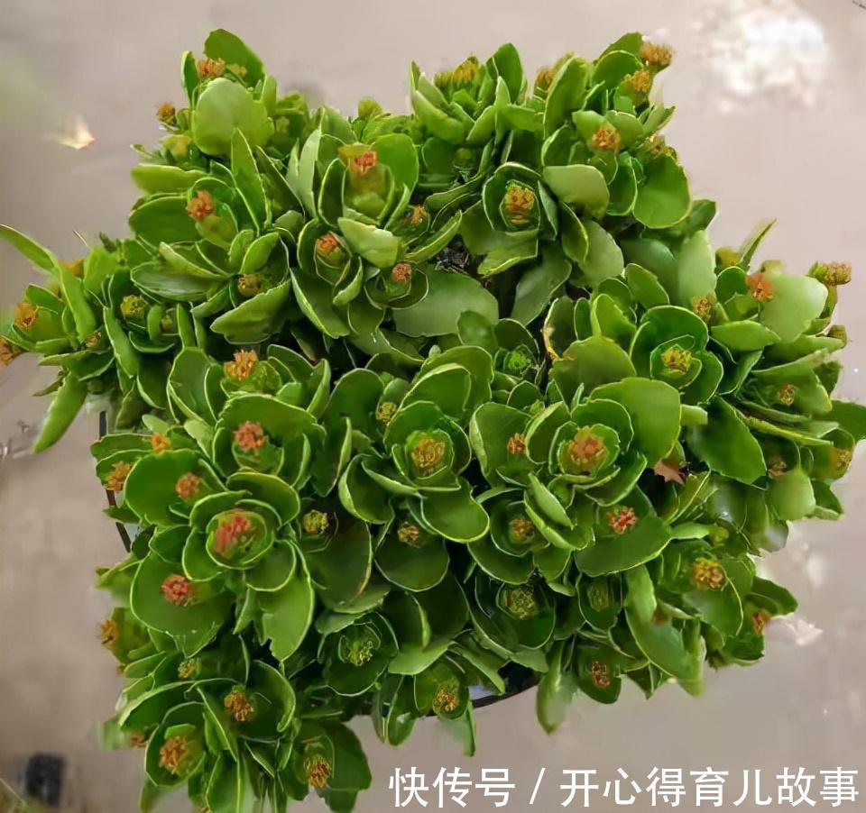 冬天|长寿花有4喜和3怕,冬天养护尤其要注意