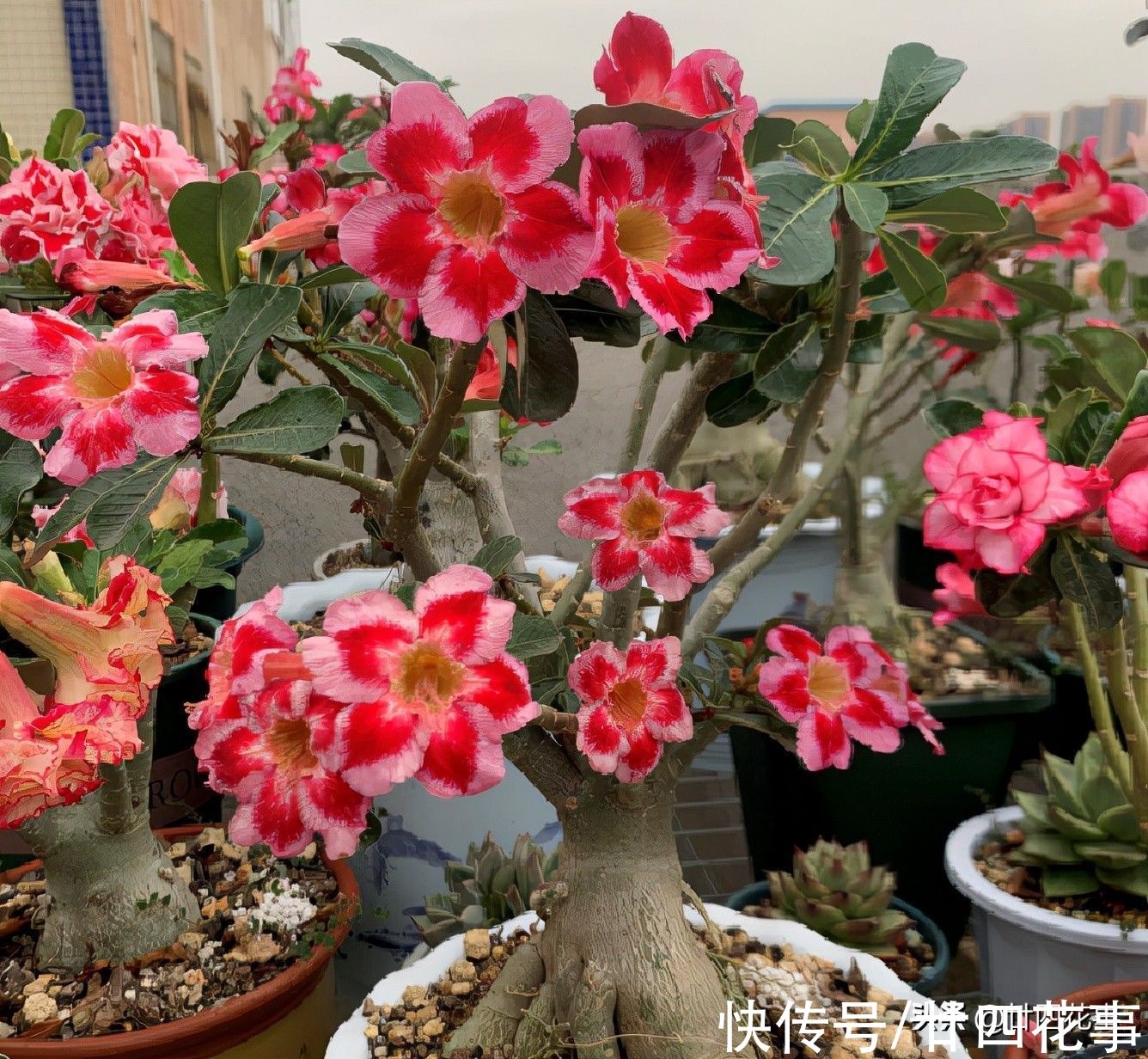 烂根|7种花“怕水”,浇水多死得快,管不住手的话,再有钱也别养