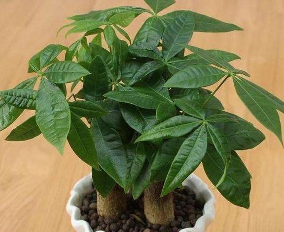 快死的发财树,茉莉花怎么办,学会此样做,轻松让它起死回生