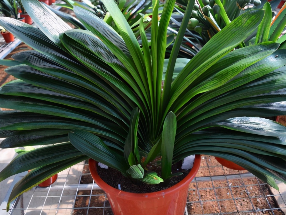 叶子|这样养“君子兰”,叶子更多更大更油绿,花朵红似火