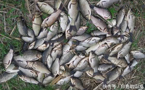 惊蛰之后钓浅滩,注意不是水浅就叫浅滩,这样的地形才有鱼群!