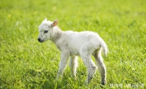 临头,1月31号躲不过的喜,看看是什么喜?