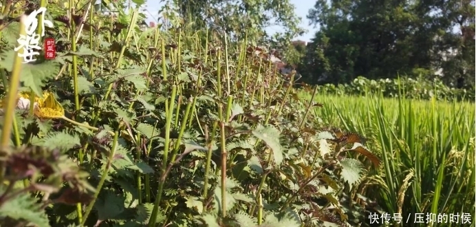 正宗|正宗江南小吃,取了个吓跑食客的名字,老师傅说祖宗起的名不能改
