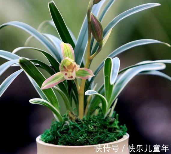 帝王妃|这种兰花极具帝王气息,花色奇特,兰香醇正,值得兰友们收藏