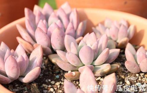 20种多肉推荐给大家,美图美肉,那种多肉你最喜欢