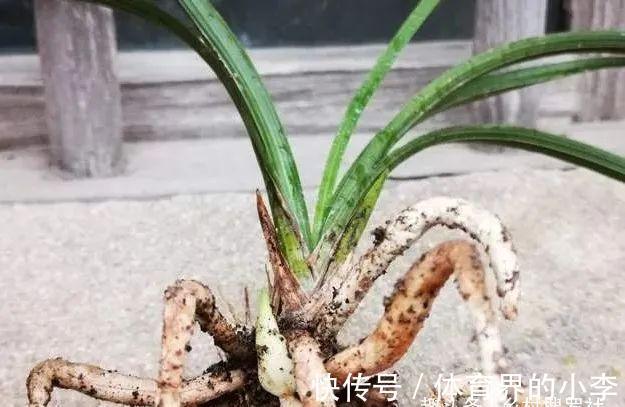 立冬到了，兰花还能淋雨吗？兰友说：这3种兰花千万不要淋雨