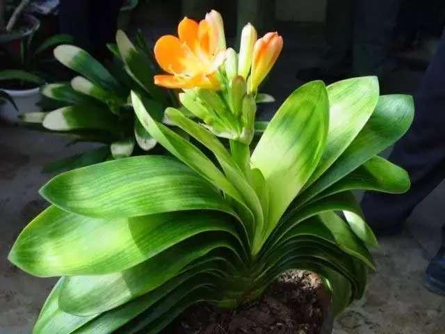 君子兰怎么养好, 遇到这些问题该怎么办君子兰养护秘籍送给你