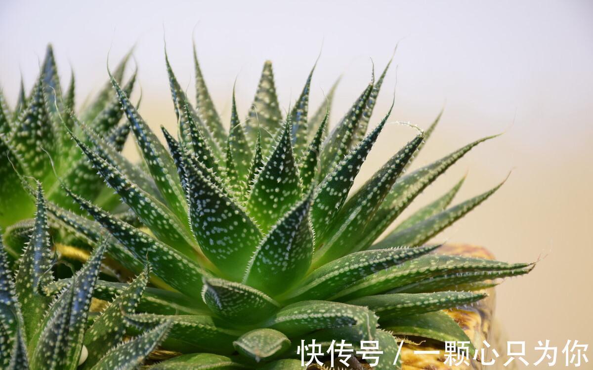 这些多肉与芦荟是近亲,一样好养,更小清新