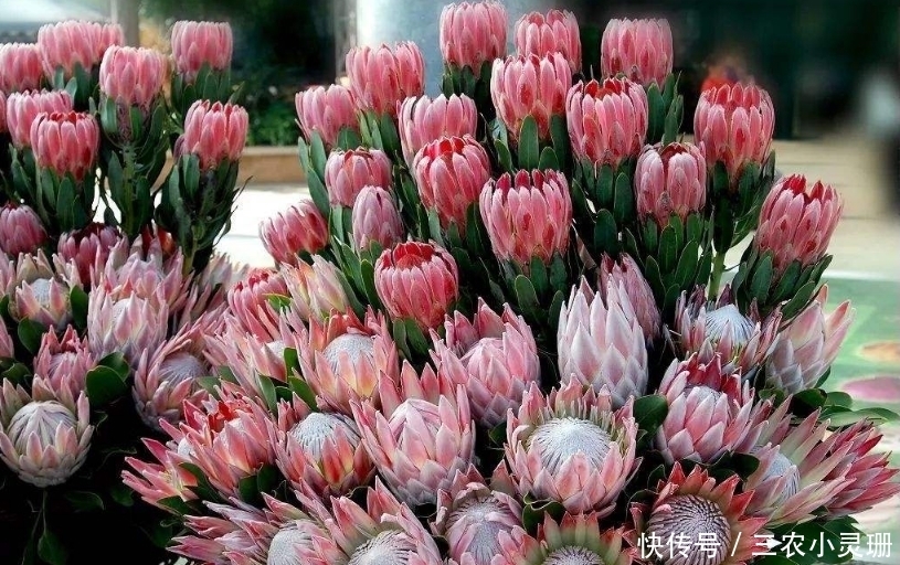 此花,被誉为“花中之王”,世界最富贵华丽的鲜花,居然简单好养