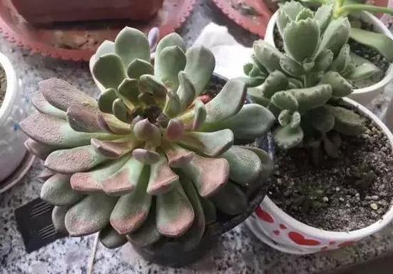 盆栽多肉植物，该如何养出好状态紧抓4方面，长个快、不黄叶
