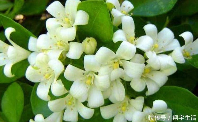 香太阳|4种漂亮花养家里,一年四季开花不断,惊艳如花球,美翻了