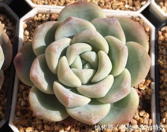 羞红|秋风轻吻,多肉,羞红了脸颊