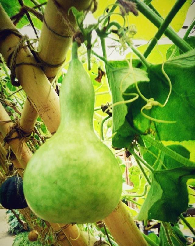 有庭院的强烈推荐种这3种水果树,有花,有果实,满满的幸福感