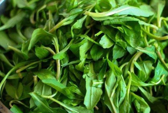 凉血止血|这种野菜路边很常见，凉血止血、清热利湿，最适合高血压食用！