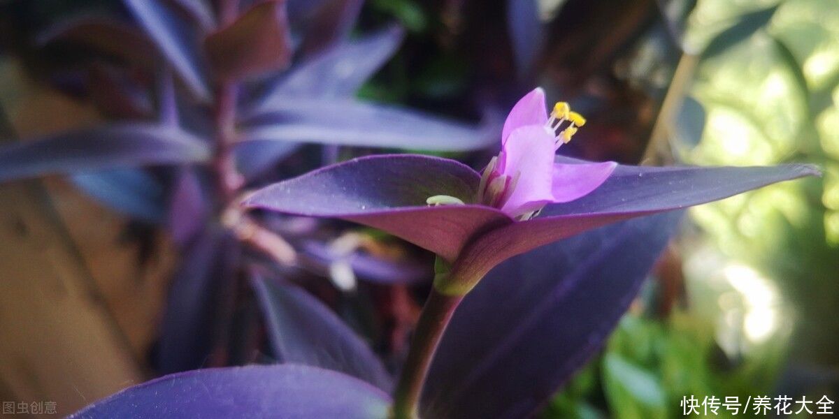 紫竹梅|叶子美过花，简单5个方面，轻松养好紫竹梅