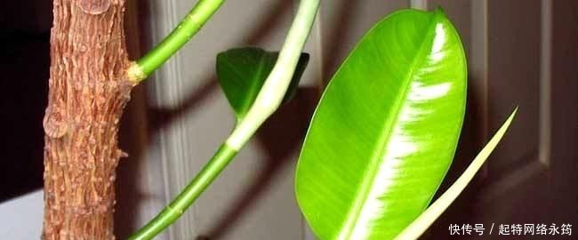 路边捡一把扔到花盆里，土壤肥的流油，根壮不腐烂，3年不用换土