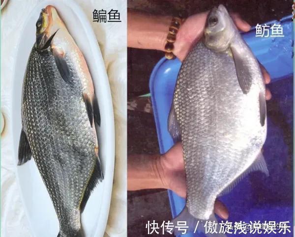 你们还在认为八九斤的那是鳊鱼吗?正确区分鲂鱼,鳊鱼的方法在这