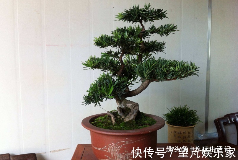 想让罗汉松长得旺,调配土壤有技巧,做好后枝壮叶多,茂盛翠绿!