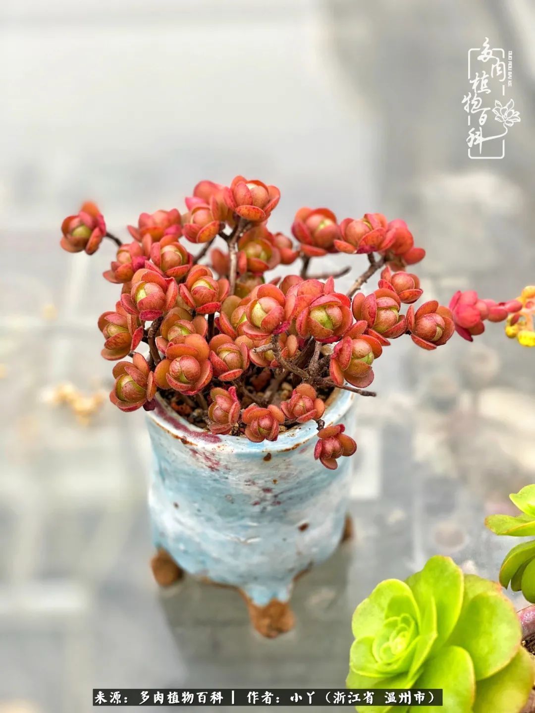 祖上无院家里无矿,一腔浪漫情怀付诸楼顶造花!