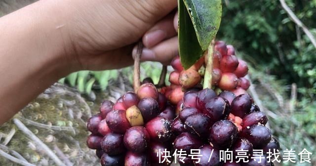 椭圆形|山里有一种美味的野果悄悄成熟了,这种野果你有吃过吗!