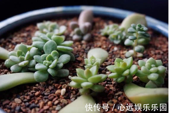 多肉叶插不出芽掌握关键1点，生根出芽超快，轻松长满盆！