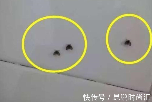 小苏打|卫生间潮湿,会有很多小飞虫,大家有什么妙招可以解决?