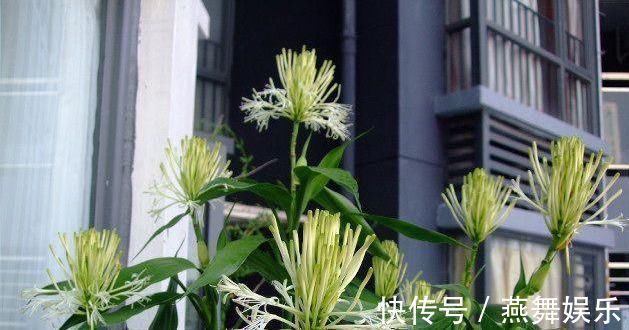 芦荟|大户人家爱养“三植物”，一开花就有好事情，遇水疯长“寓意好”