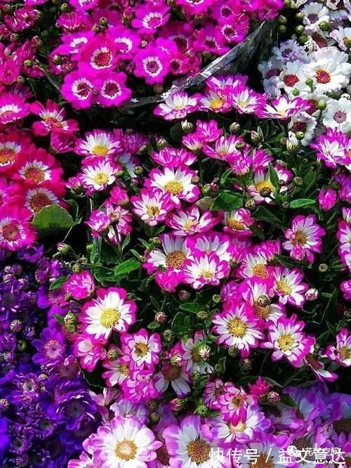 邻居李爷爷,用一堆垃圾养花,不到一年,阳台变成小花园!