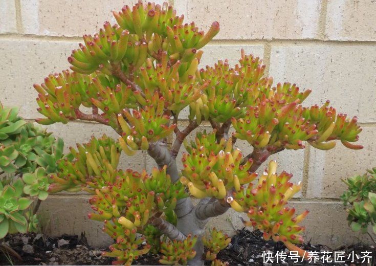 三种可以养成树的“多肉”，不仅漂亮又好养，而且夏季也不休眠