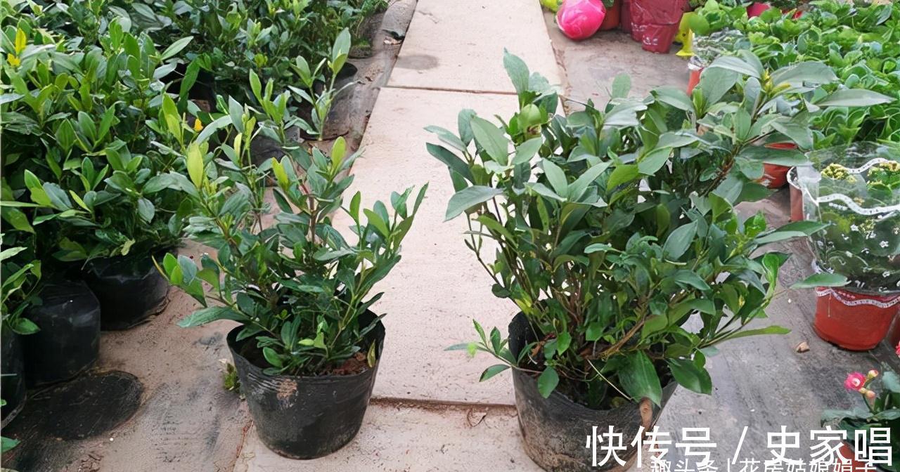 盆栽栀子花价格差别大,它们区别也大,新手养栀子花该如何选择?