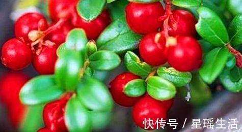 豌豆苗|女性不想变老,要常吃3物,美容排毒,延缓衰老,气色更好