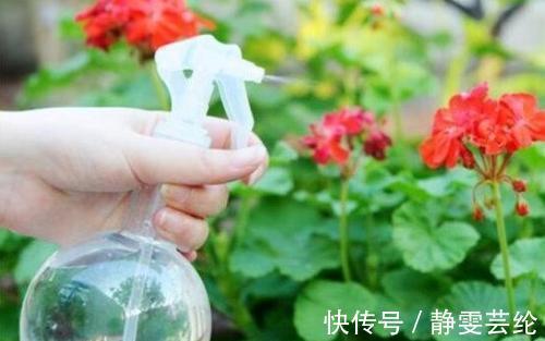 什么淘米水、黄豆水,都不如1勺粉末,用来养花,花开爆盆