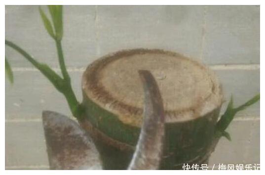 花草君|记住这四句话，让你家的花草树迅速爆盆又招财