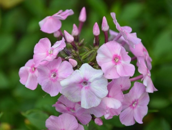 美女樱怎么养护开花多以下3个方面多注意，美女樱轻松养爆盆