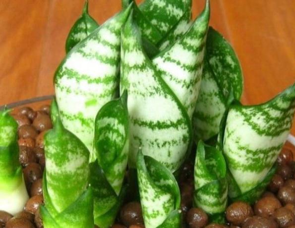 养好虎皮兰,一天一点“黑渣”不能少,新芽一钻就10个,盆盆爆