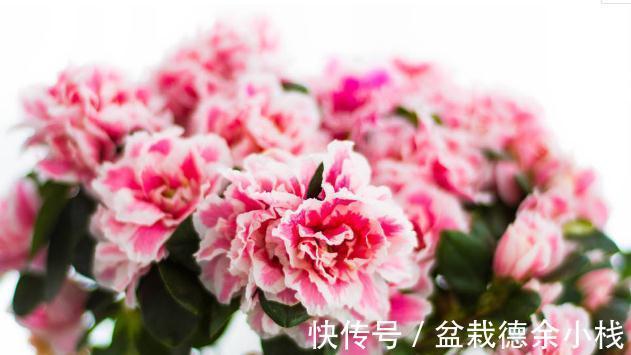 34种常见花草耐冻极限温度，哪些该搬到室内养，一清二楚