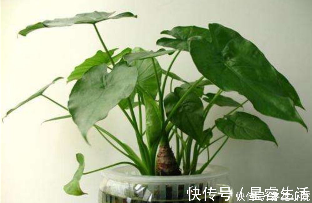 植株|家庭养花有讲究，这三大类花卉，建议别在室内养