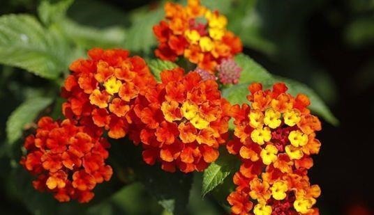 4种花很耐养,沾土就能活,开花爆盆很简单,家里变成小花园