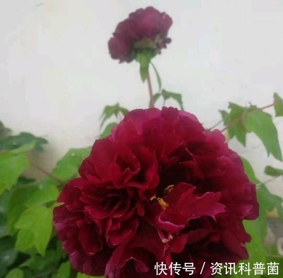 喜欢牡丹花,盆栽的牡丹能不能买?盆栽牡丹开花少,不建议买