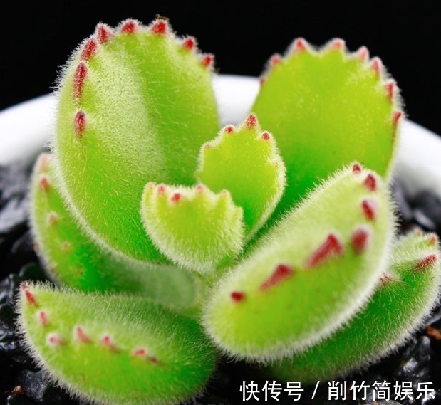 熊童子|多肉要想养爆盆,选对品种很重要!这些多肉超好养,分分钟养爆盆