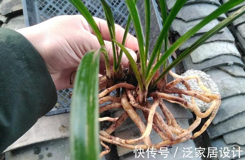 植株|养兰花富山奇蝶,夏秋盆栽嗖嗖开花,花色黄中带有一丝红