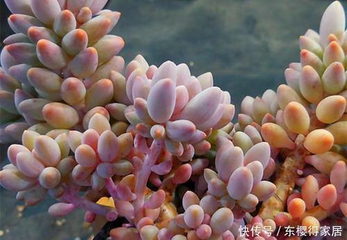 多肉植物|这“三多肉”颜值高，色彩斑斓惹人爱，特爱爆崽长势旺，值得拥有