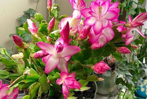 蟹爪兰|八月适合入手“6种花”，好养又漂亮，天气转凉更利于开花