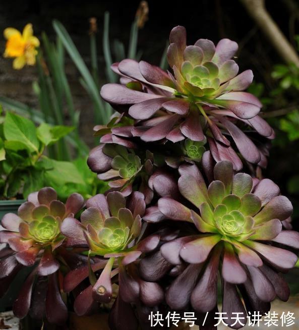 红砖、青瓦、烂木头,一定要拿来养花,一个比一个有韵味