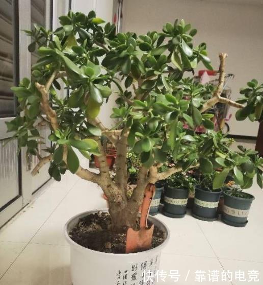 小叶|5种富贵花,越养越值钱,家门口养一盆,长成“传家宝”