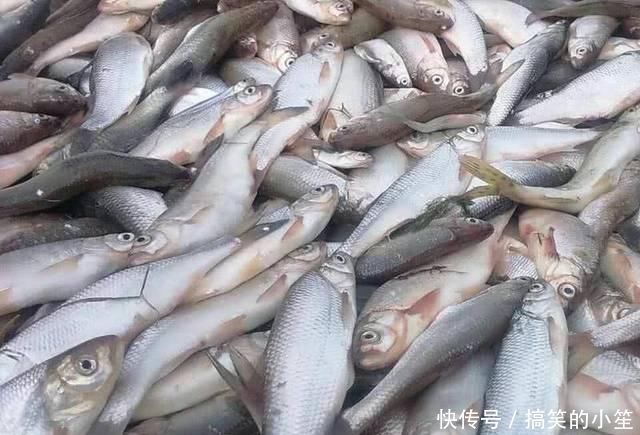 4种在农村最抢手的河鲜,我敢打赌,90%的城里人没吃过