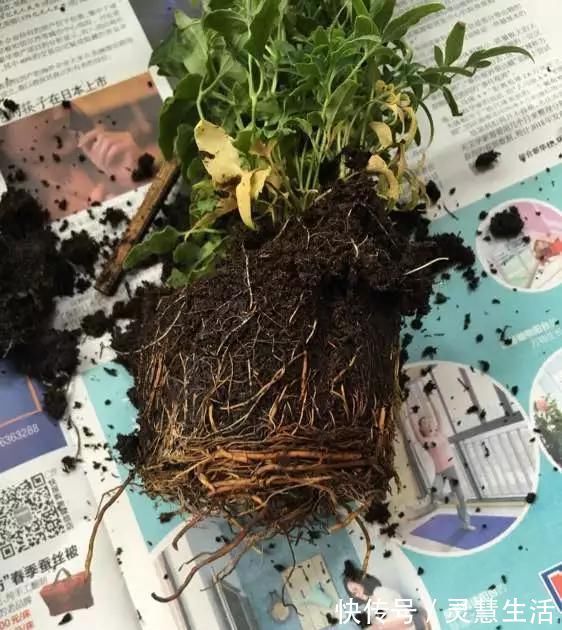 这3种花养不好,赶紧扔水里,越长越来劲