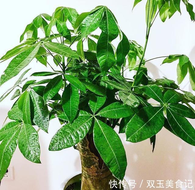 日子|4种“招财花”,家里各养1盆,旺运又招财,日子越过越好